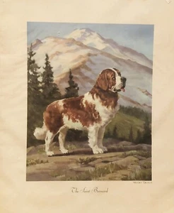 Art ,St. Bernard Dog Vintage Watercolor Print of Saint Bernard 1956 - Picture 1 of 5