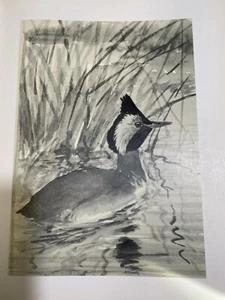 Louis Agassiz Fuertes & The Singular Beauty of Birds, "Horned Grebe" Print - Picture 1 of 1