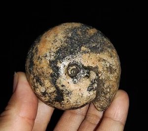¡INCREÍBLE AMONITA!!! FÓSIL TRIÁSICO DIDIMITAS DE TIMOR, INDONESIA, 53MM - Imagen 1 de 9