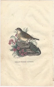 1842 American Hand-Colored Woodcut of a Yellow-Winged Bunting Bird Songbird - Picture 1 of 1
