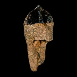 XL 1,1" Triceratops fossiler Zahn Hell Creek FM Kreidezeit Dinosaurier Montana Echtheitszertifikat - Bild 1 von 10