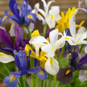 Iris Seeds Rare Garden Perennial Flower Beds Plant Exotic 50PCS Home Gardening ^ - Foto 1 di 13