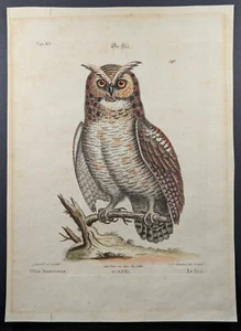 ¿Antiguo años 1880? Screech? Búho pájaro 9,5x13 pulgadas impresión alemana - Imagen 1 de 3