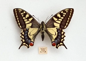 A LOVELY BRITISH SWALLOWTAIL FROM WICKEN FEN 1928 - Picture 1 of 1