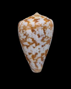 Conchiglia Shell CONUS ARDISIACEUS Oman 32,2 mm # BIG SIZE - Imagen 1 de 4