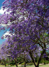 PAULOWNIA IMPERIALIS 100 semillas - seeds graines semi
