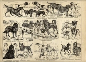 1897 Antica Stampa = CANI Razze Varie = Mammiferi Canidi = Old PRINT # - Picture 1 of 1