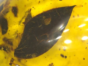 Schönes Blatt mit AUSGESTORBENEM Keulenpilz in burmesischem Bernstein Fossil Dinosaurierzeitalter - Bild 1 von 9