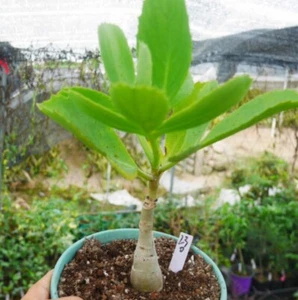 Maceta 12 cm Planta Rara SuculentaViva Cyphostemma seitzianum Jardín Cultivado Aleatorio con Semillas - Imagen 1 de 2