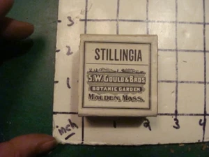 unused old store stock -- S W GOULD & bros -- STILLINGIA - Picture 1 of 3