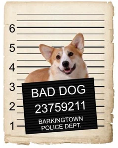 Pembroke Welch Corgi Mugshot Bad Dog Nevera Refrigerador Coche Imán  - Imagen 1 de 6