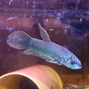 Wild Betta ANTUTA - Betta maschio e femmina 6 cm - #Coppia - Foto 1 di 3