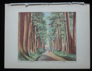1886 Original Estampado Antiguo Vista del Parque de Tokio Japón Alto Japonés Camino de Cedro 6 - Imagen 1 de 1