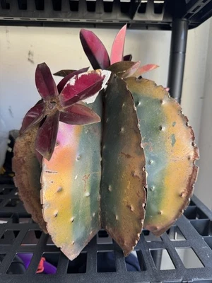 Arte en metal jardín escultura de cactus, arte de hierro chatarra oxidado áspero rústico antiguo Foto 1 de 4