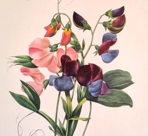 P J Redoute Flower LOIS DE SENTEUR Botanical Art Book Plate Print 70 - Picture 1 of 3