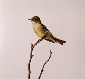 Placa de libro con impresión artística vintage J F Lansdowne Birds Eastern Phoebe 46 - Imagen 1 de 3