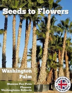 WASHINGTON PALM - MEXICAN FAN PALM - PHOENIX ROBUSTA - 3 FINEST SEEDS /135F - Picture 1 of 2