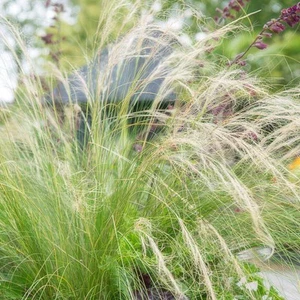 Federgras - Stipa tenuissima 'Pferdeschwänze' - ↕10-25cm - Ø9cm - 20 Stück - Bild 1 von 6