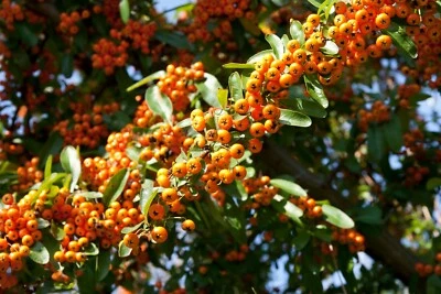 TU PROPIO JARDÍN 150 Semi Di Biancospino Di ( Fuoco (Pyracantha Angustifolia)