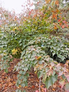 20 BUTTERFLY MAPLE SEEEDS - Acer tschonoskii koreanum - Picture 1 of 6