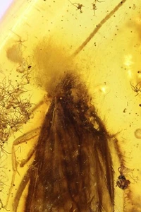 Tricóptero caddisfly con hongos en la cabeza insecto fósil en ámbar báltico #9900 - Imagen 1 de 3