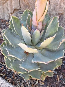 Agave - Verschaffelt agave - Agave potatorum 5+ seeds - Samen E 343 - Picture 1 of 1