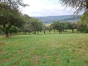 Obstbaumwiese auf Höhe bei Wertheim - Bild 1 von 2
