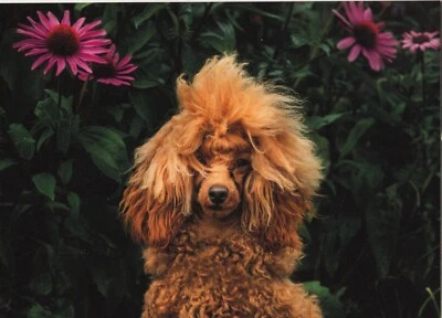 Caniche Lindo Perro Prioritario Franqueo Pagado Tarjeta Estacionaria Aland Finlandia FDC 2020 Foto 1 de 2