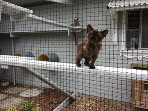 10m x 1.8m - Cat Enclosure Netting Low-Vis 19mm - FREE SHIPPING - Picture 1 of 11