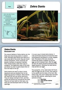 Zebra Danio #28.15 Fish - Grolier Wildlife Adventure Card - Picture 1 of 1