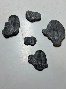 ELRATHIA FOSSIL TRILOBITES 5 MULTIPLES #2 - Picture 1 of 6