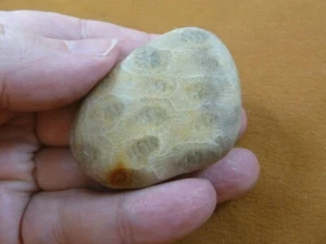 (F831-355) 2" unpolished Petoskey stone ANCIENT coral specimen MI state rock - Picture 1 of 2