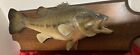 VNT Large￼ Mouth Bass 19" Taxidermy Wall Mount