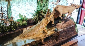 Giant 16 ft Taxidermy River Scene with Full body Warthogs, Crocodiles