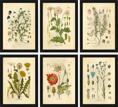 6 Set Botanical Drawing Prints Home Room Decor Floral Wall Art 8x10" Unframed