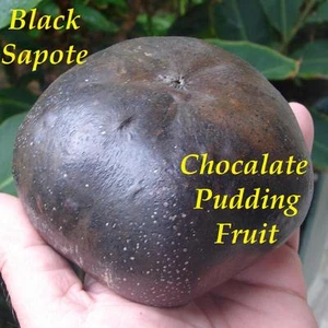 ~BLACK SAPOTE~ Diospyros digyna Chocolate Pudding Tree FRUIT TREE XXL 36-48+in - Picture 1 of 10