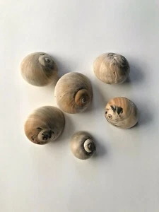 6 caracoles marinos coleccionables decoración playa artesanías acuario - Imagen 1 de 2