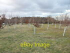 Photo 6X4 Young Trees At North Hill Chorleywood In A Triangle Of Roads Op C2006