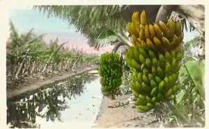 AK Hawaii Bananenplantage RPPC handkoloriert ungelaufen 1924-49 NrMINT - Bild 1 von 1