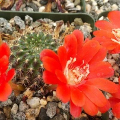 Rebutia kupperiana cactus Cacti Succulent real live plant - Image 1 of 4