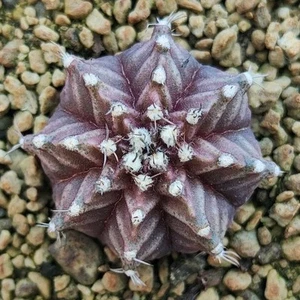 Gymnocalycium T-REX POT 6 CM On its own root Rare plant!!! - Imagen 1 de 5