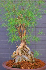 Euphorbia HEDYOTOIDES succulent - Picture 1 of 7