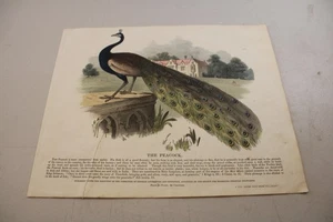 1840 Antique Color ANIMAL Print ~ PEACOCK (BIRD) - Picture 1 of 1