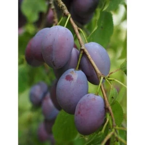 Dwarf Italian Plum Tree Bare Root - Picture 1 of 5