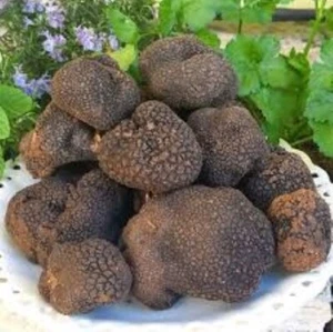 400 g. frische schwarze Trüffel, Tuber Uncinatum. ITALIEN Top 1A Profi. - Bild 1 von 4