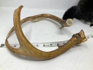 2 Larger Sized Antlers - Picture 1 of 3