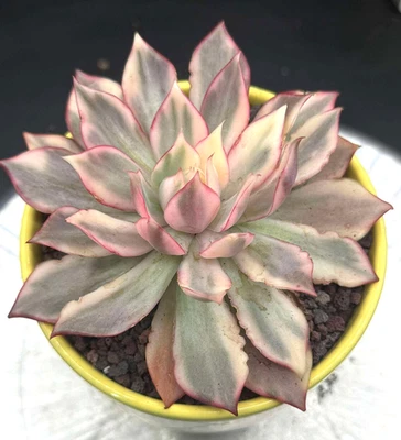 Importado Suculenta Planta Viva Regalo Raro Suculento Echeveria Loto Llama Cabeza 5” Foto 1 de 4