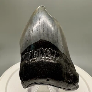 Very Rarely Offered Strongly DEFORMED 3.60" Fossil MEGALODON Tooth - Picture 1 of 5