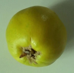 Quittenbirne Pyronia veitchii Kreuzung aus Quitte u. Birne Buschbaum Topfballen - Bild 1 von 8