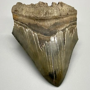 Sharply Serrated Colorful 3.92" Fossil MEGALODON Shark Tooth - USA - Picture 1 of 6